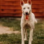 Śnieżka 616093901840915