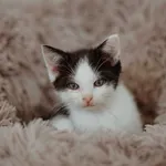 Malutki KOCIAK Apsik poleca się do adopcji