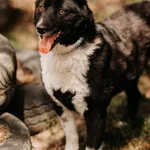 Lola 616093902515459