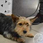 Przyjęty: 2024-05-21 Gmina: Morawica Płeć: Suka Opis: mieszaniec, pieprz-sól