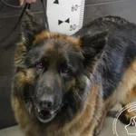 Przyjęty: 2024-05-22 Gmina: Jaworzno Płeć: Suka Opis: owczarek niemiecki, czarne-podpalane