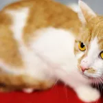 Kot do adopcji, Sosnowiec, 31 maja 2024