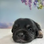 Pies do adopcji, Kielce, 23 maja 2024