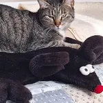 Zaginął kot, Leszno, 23 maja 2024