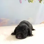 Pies do adopcji, Kielce, 23 maja 2024