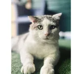 Znaleziono kota, Białystok, 5 maja 2024