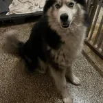 12891/105/24 Talar  data przyjęcia - 22.05.2024