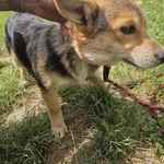 Znaleziono psa, Racławice, 22 maja 2024