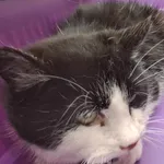 Kocurek poz. 24/202/K