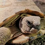 Znaleziono zwierzę, Lublin, 22 maja 2024