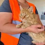 Znaleziono kota- Puławy