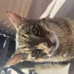 Zaginął kot, Łódź, 23 maja 2024