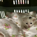 Nr: 173/2024 - Kot z Świerzawa