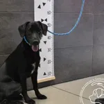 Przyjęty: 2024-05-23 Gmina: Libiąż Płeć: Pies Opis: mieszaniec, czarna z białą krawatką