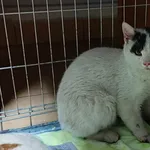 Kocurek poz. 24/208/K