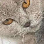 Zaginął kot, Łódź, 23 maja 2024