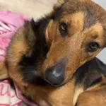 Zaginął pies, Ustarbowo, 24 maja 2024