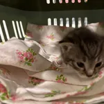 Nr: 172/2024 - Kot z Świerzawa