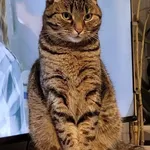 Zaginął kot, Łódź, 24 maja 2024