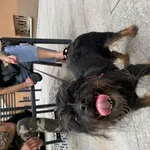 Znaleziono psa, Łódź, 26 maja 2024