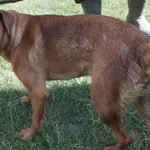 Migonka to suka przywieziona w dniu 24.05.2024r z terenu gm. Siedlce, średnia, kontaktowa, spokojna