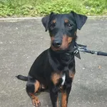 Bytom 616093901902544 mieszaniec czarny podpalany,  biały krawat pies 208/2023