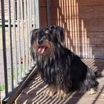 Znaleziono psa, Łódź, 26 maja 2024