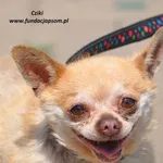 Pies do adopcji, Nowy Dwór Mazowiecki, 26 maja 2024