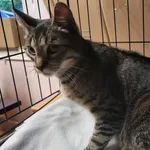 Znaleziono kota, Toruń, 12 maja 2024