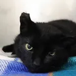 Znaleziono kota, Łódź, 26 maja 2024