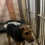 Pies do adopcji, Włocławek, 26 maja 2024