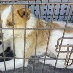 Znaleziono psa, Radom, 26 maja 2024