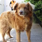 Znaleziono psa, Łódź, 26 maja 2024