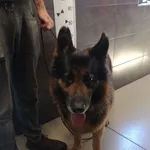 Znaleziono psa, Chełmek, 26 maja 2024