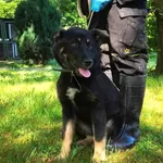 Bytom 616093901210947 mieszaniec czarna podpalana suka 227/2024