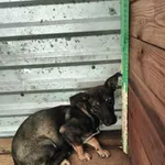 Pies do adopcji, Orzechowce, 25 maja 2024