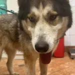 Pies do adopcji, gmina Dobra (Szczecińska), 4 maja 2024