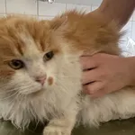 Znaleziono kota, Lublin, 26 maja 2024