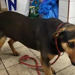 Znaleziono psa, Toruń, 23 maja 2024