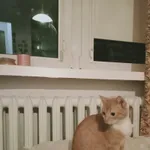 Znaleziono rudego kota z białymi łapkami, może mieć około 1 roku, nie jest wykastrowany, mógł mieć obrożę, widać ślad.