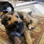 Pies do adopcji, Konin, 5 maja 2024