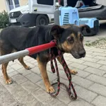 Nr: 179/2024 - Pies z Świerzawa