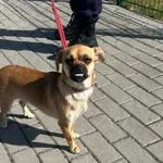 Pies odnaleziony w dniu 25.05.2024 r. przy ul. W. Stwosza.