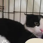 Znaleziono kota, Gdynia, 25 maja 2024