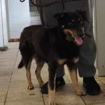 Znaleziono psa, Toruń, 25 maja 2024