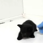 Bytom 616093902523033 europejski czarna kocur K1 29-05-2024