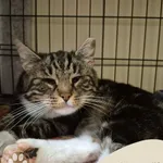 Znaleziono kota, Gdynia, 18 października 2025