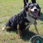 Pies do adopcji, Węgrowo, 27 maja 2024