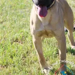 Pies do adopcji, Węgrowo, 28 maja 2024