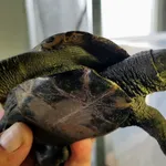 Znaleziono zwierzę, Lublin, 29 maja 2024